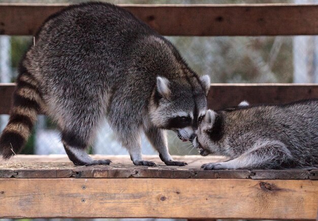 写真 木の上の2匹の猫のクローズアップ