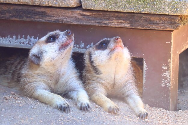 写真 2匹の猫のクローズアップ