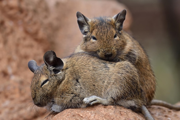 写真 2つの一般的なデグスの抱きしめのクローズアップ