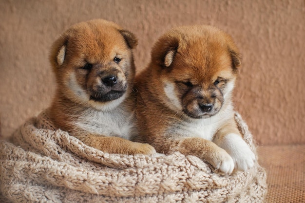 写真 2匹の犬のクローズアップ