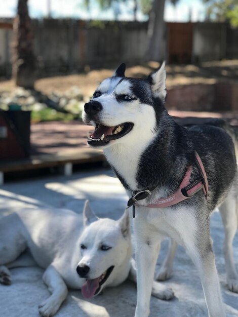 写真 2匹の犬のクローズアップ