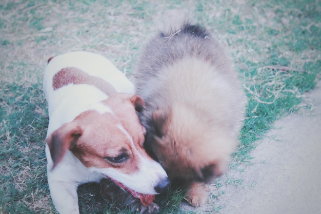 写真 2匹の犬のクローズアップ