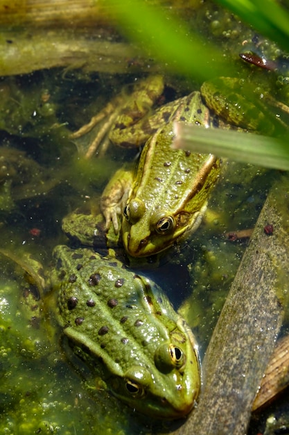 写真 枝の近くの海で2匹のカエルのクローズアップ