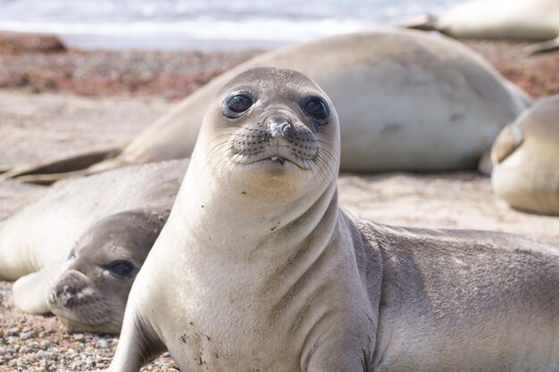 写真 浜辺の2匹の馬のクローズアップ