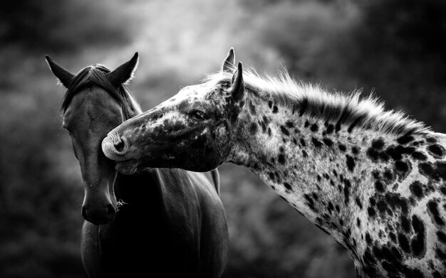 写真 2匹の馬のクローズアップ