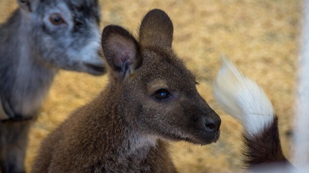 写真 2匹の馬のクローズアップ