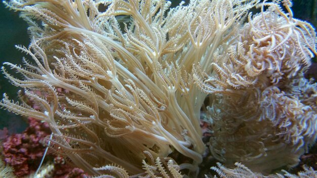 写真 海底のサンゴ礁のクローズアップ