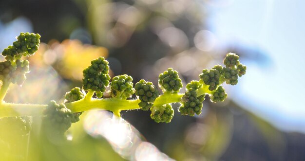 写真 野菜のクローズアップ