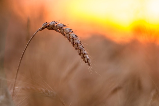 柔らかなぼやけた霧の牧草地小麦畑の明るい茶色の背景に日当たりの良い夏の日に暖かい色の黄金色の黄色い熟した小麦頭のクローズアップ。農業、農業、豊かな収穫のコンセプト。