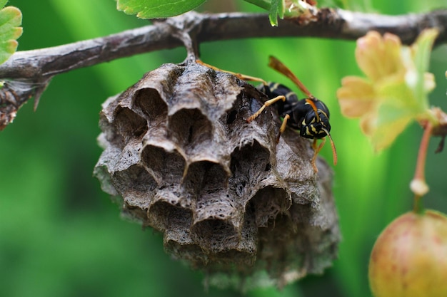 写真 蜂の巣の上にあるハサミのクローズアップ