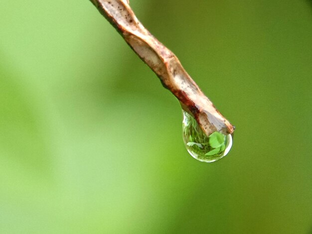 写真 葉の上の水滴のクローズアップ