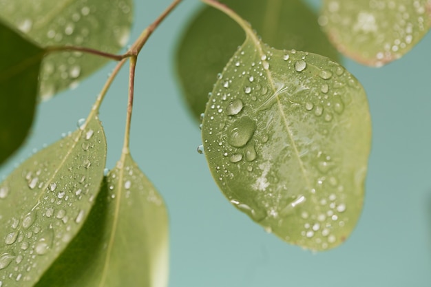 사진 유칼립투스의 녹색 잎에 물방울 닫습니다. 비 방울과 아름 다운 잎의 매크로 샷입니다.