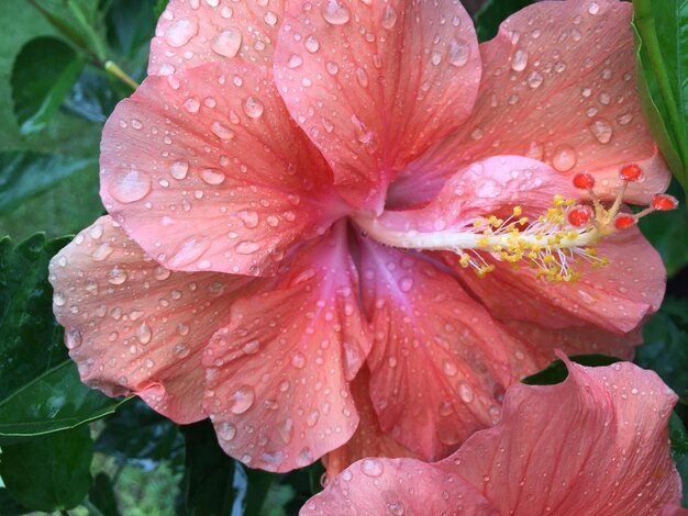 写真 花に落ちる水のクローズアップ