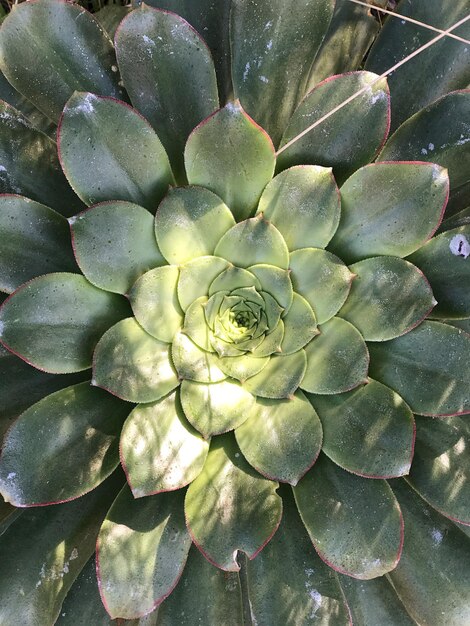 写真 花に落ちる水のクローズアップ