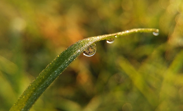 写真 草の上に落ちる水のクローズアップ