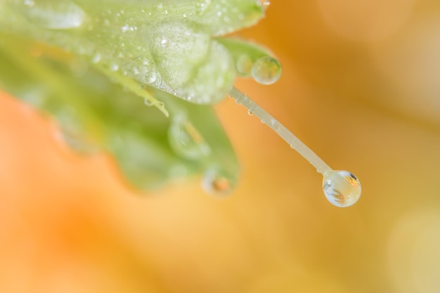 写真 葉の上の水滴のクローズアップ