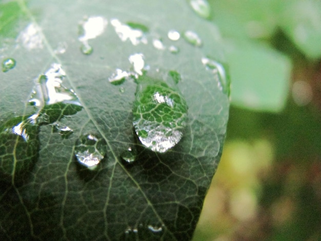 写真 葉の上の水滴のクローズアップ