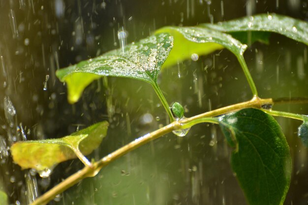 写真 葉の上の水滴のクローズアップ