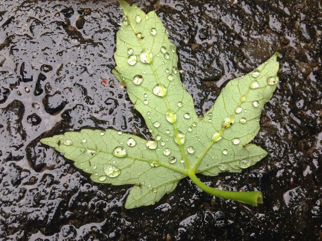 写真 葉の上の水滴のクローズアップ