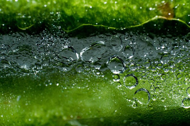 写真 葉の上の水滴のクローズアップ