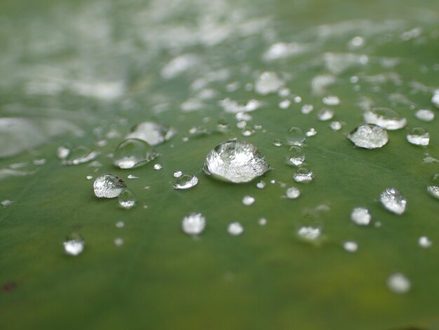 写真 葉の上の水滴のクローズアップ