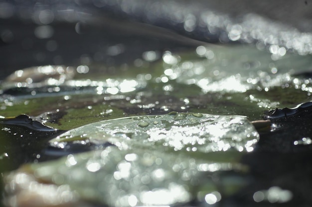 사진 잎 에 떨어지는 물방울 의 클로즈업