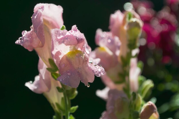 写真 ピンクの花の水滴のクローズアップ