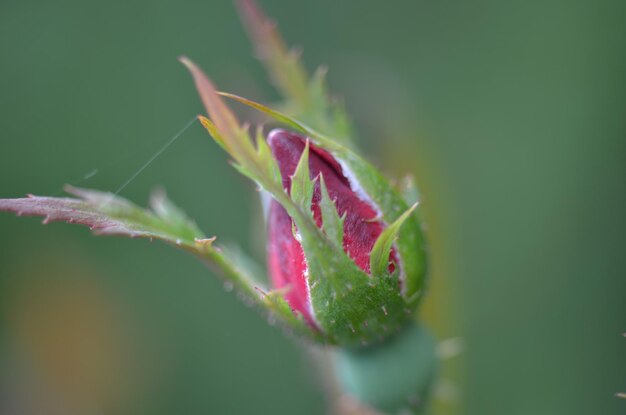 写真 ピンクの花の水滴のクローズアップ