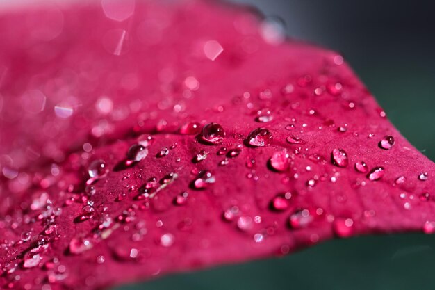 Фото Близкий план капель воды на розовом цвете розы