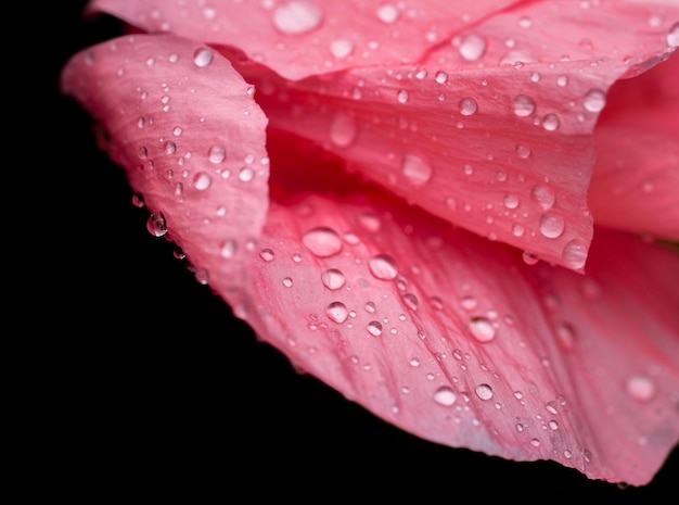 Фото Близкий план капель воды на розовой розе