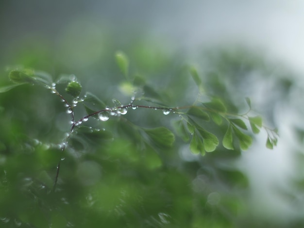 사진 비가 오는 계절 에 식물 의 잎 에 떨어지는 물방울 의 근접 사진