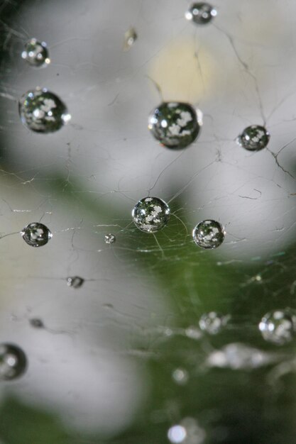 写真 植物に落ちる水のクローズアップ