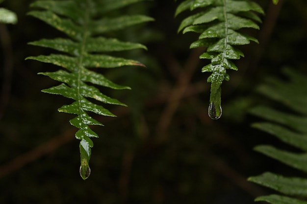 写真 植物の水滴のクローズアップ