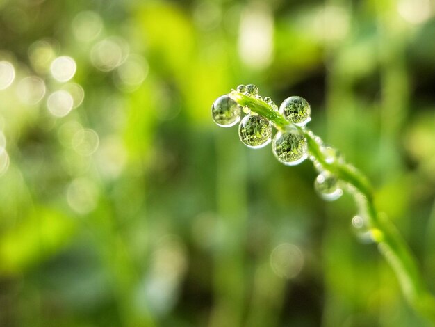 写真 植物に落ちる水のクローズアップ