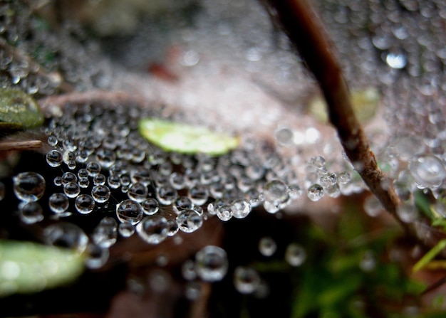 사진 식물에 떨어지는 물방울의 클로즈업