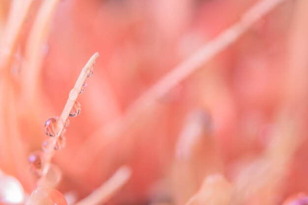 写真 植物の水滴のクローズアップ