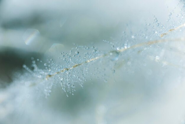 写真 植物の水滴のクローズアップ