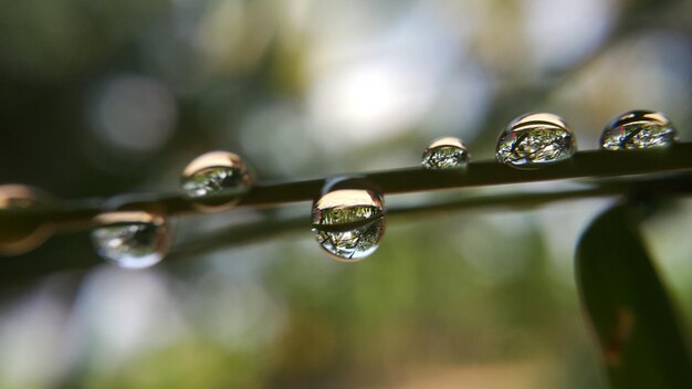 写真 植物の水滴のクローズアップ