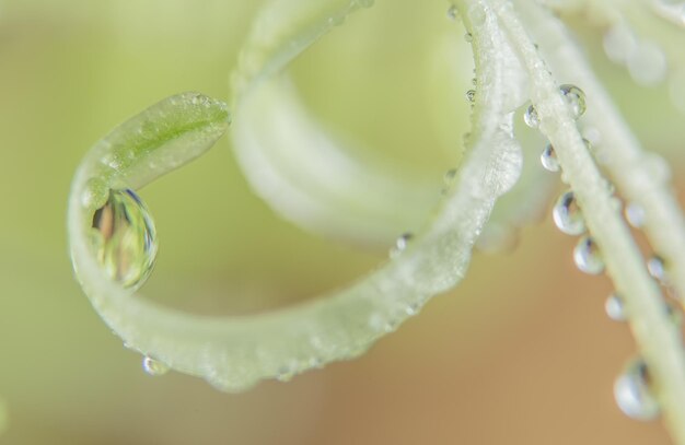 写真 植物に落ちる水のクローズアップ