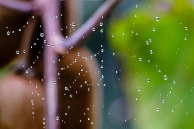 写真 蜘蛛の網に落ちる水滴のクローズアップ