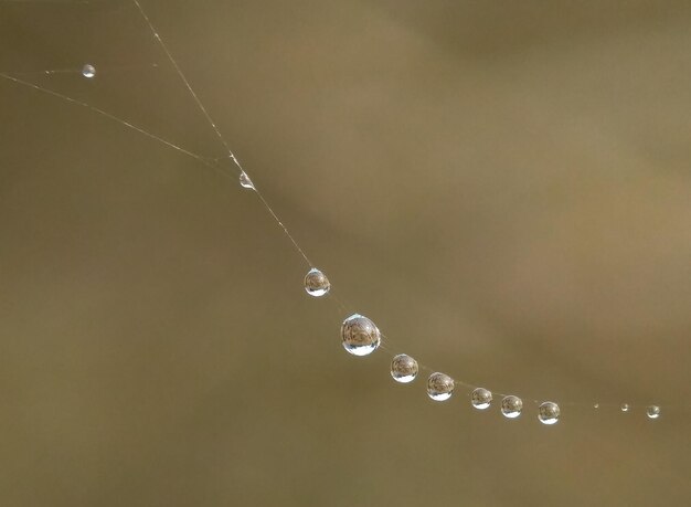 사진 거미줄 에 있는 물방울 의 클로즈업