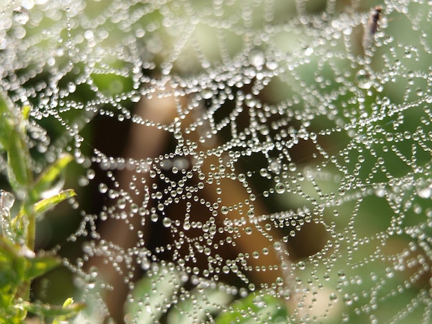 写真 蜘蛛の網に落ちる水滴のクローズアップ