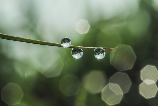 写真 枝に落ちる水のクローズアップ