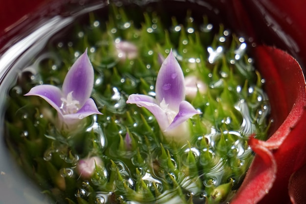 写真 容器の中の水蓮の花のクローズアップ