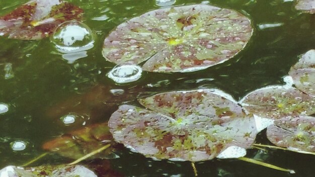 写真 池の中の水蓮のクローズアップ