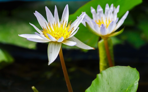 写真 池の中の水蓮のクローズアップ