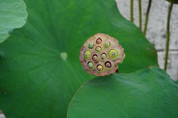 写真 水蓮 の クローズアップ