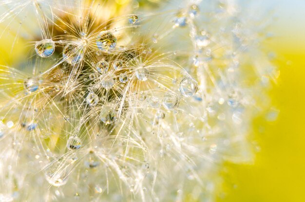 写真 湿ったオオカミの種のクローズアップ