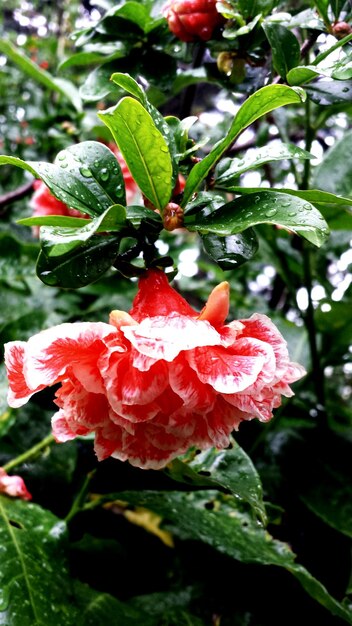 写真 植物で ⁇ いている湿った花のクローズアップ