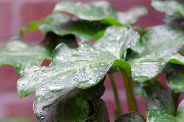 写真 湿った花のクローズアップ